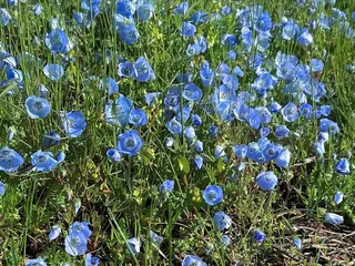 Salmon Falls Mountain Bike Trail