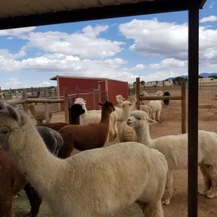 Alpacas