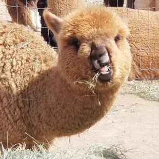 Alpacas