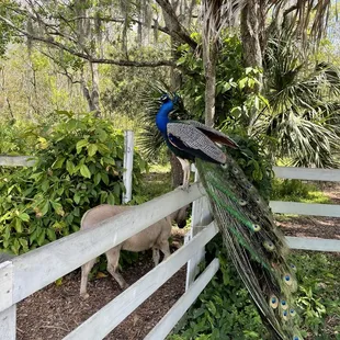 a peacock standing on a fence