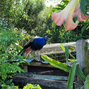 One of the many peacocks roaming the land