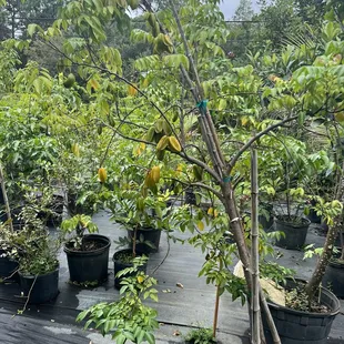 a variety of fruit trees