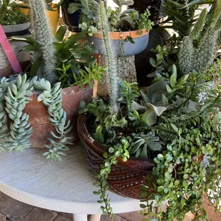 Succulents for sale - but no prices on anything.