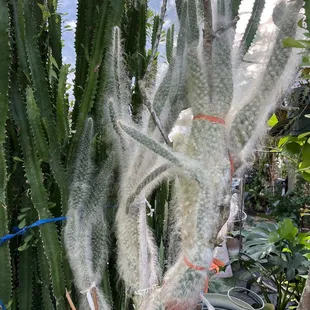 I love old man cacti.