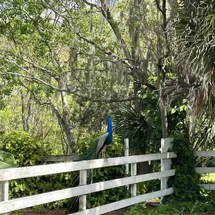 outside