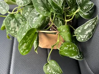 Fancy Free Nursery
