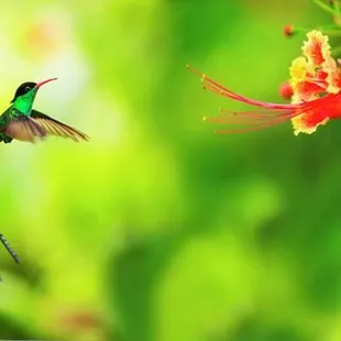 The national bird of Jamaica is the Red-billed Streamer tail, known as the Doctor Bird.