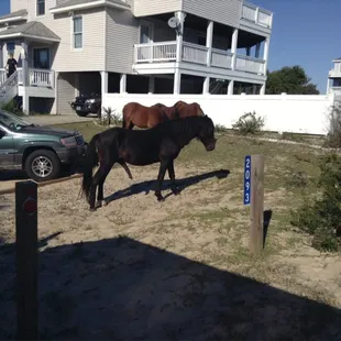 Wild horses on OBX