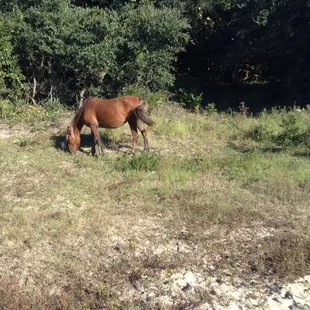 Horses were plentiful.