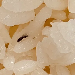 White rice with a bug