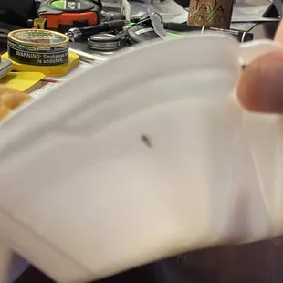 Roach after it crawled out of the rice