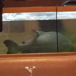 20 year old pet fish named Georgia