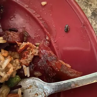 A cockroach bug