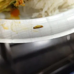 Maggot found in my food after ordering take out.  Used to be my favorite place to order from...NOT ANYMORE!