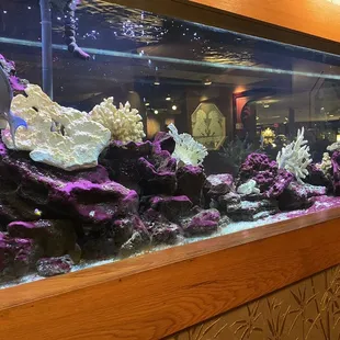 Aquarium at entrance