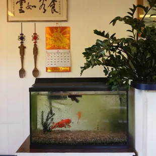 a fish tank with a goldfish in it