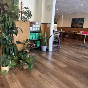 a plant in a pot on the floor