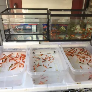 fish in containers