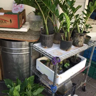 a variety of potted plants