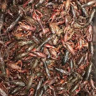 Fresh crawfish....$4.00/lb.... craydaddy boil anyone?