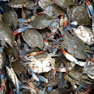 Blue Claw Crabs