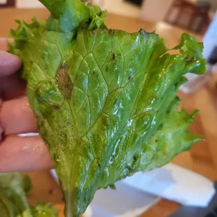 Pretty nasty lettuce they put on my sandwich...evidently quality control is not a thing here