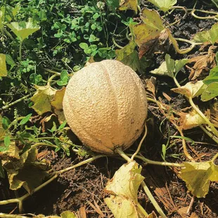 Gorgeous cantaloupe harvested on 9/10/16 someone else needs this food &amp; I'm glad it's coming from the ground &amp; not a tin can #realfood