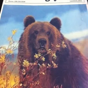 Big bear on the hunt for a fine breakfast!