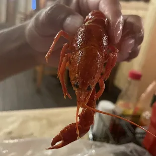 Crawfish