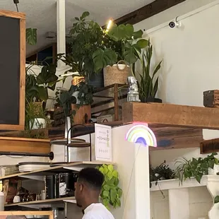 Plants up high over the kitchen and counter