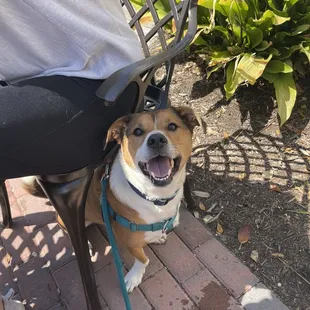 Dog enjoying the patio!