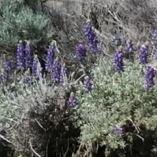 Lupine.