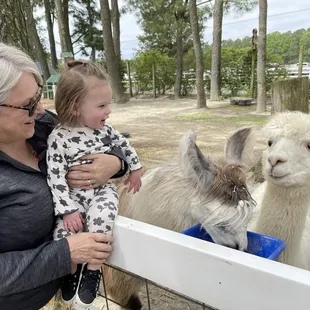 Who doesn't love a Lama?!