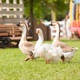These three are a part of our feather patrol!