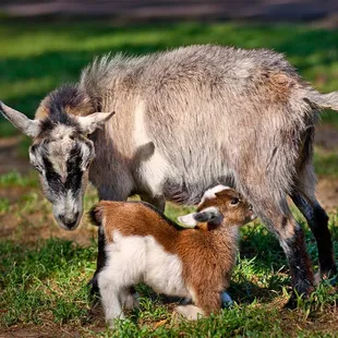 Our mamas and babies are such fun to watch.