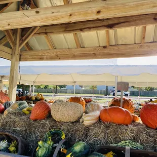 More pumpkins and gourds