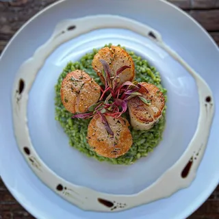 Hudson Canyon Scallops