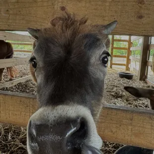 baby cow (daisy mae)