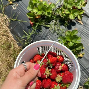 Strawberry picking