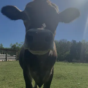 cow