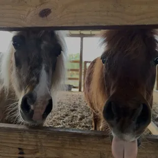 mini ponies (bubbles and rosie)