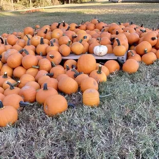 Small pumpkins