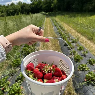 Strawberry picking
