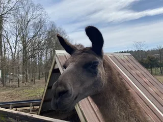 Two by Two Petting Zoo