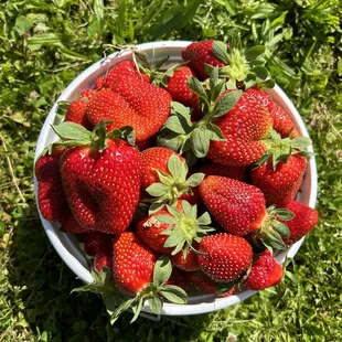 $17 for U pick. Great selection!