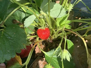 Buck & Ann's Strawberry Patch