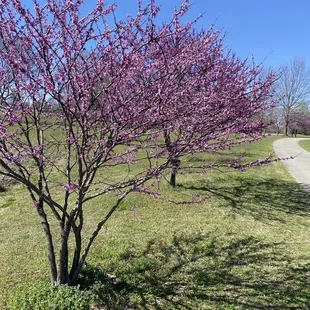 More redbuds blooming