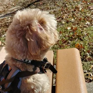 Used to walk this park with my son 15 years ago Now I walk it with my puppy. Its even more beautiful with a big dog park...Memories