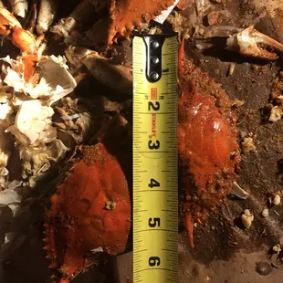 Same as the other, paid for large and for small.