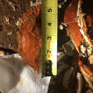 Hate to be picky but when you pay for large and get more than half this size.